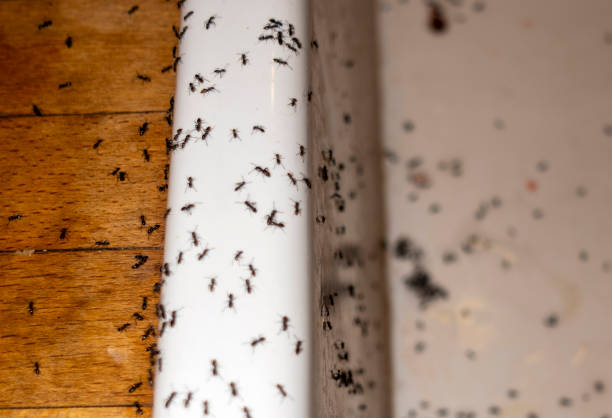 Best Emergency Pest Control  in Logansport, LA